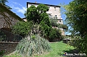 VBS_4438 - Castellinaldo d'Alba